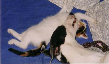 files/_uploads/katatjuta/bilder/Katzen/146[1].jpg